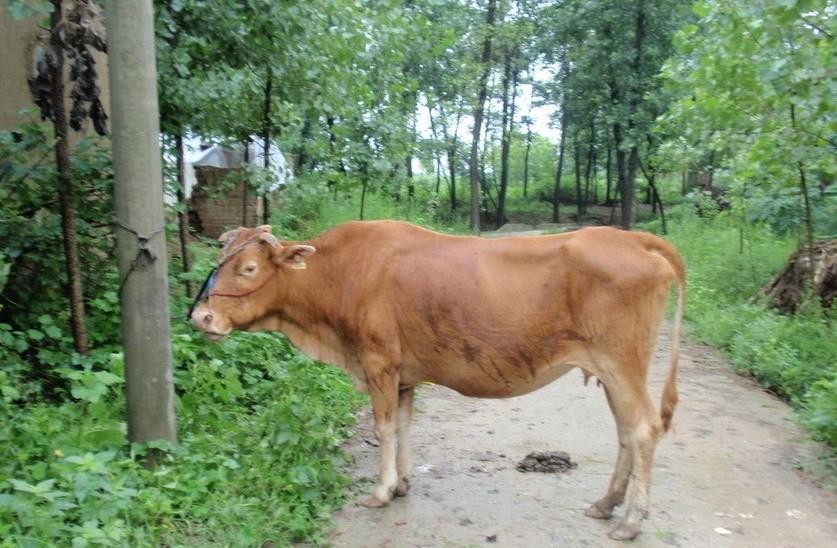 日喀则最新求一个套医保卡的黄牛是真的吗方法分析(最方便真实的日喀则求一个套医保卡的黄牛是真的吗还是假的方法)